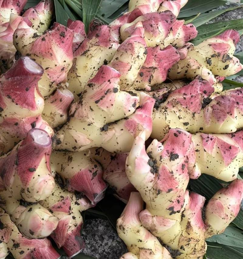 红芽鲜姜，沙地种植色亮味浓，货源充足一手货源：现货