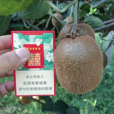 徐香猕猴桃80克起步一手货源产地直发发货全国