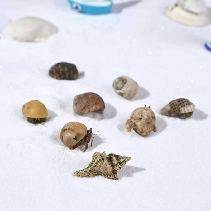 ️️网红发光寄居蟹套盒网红发光寄居蟹套盒
