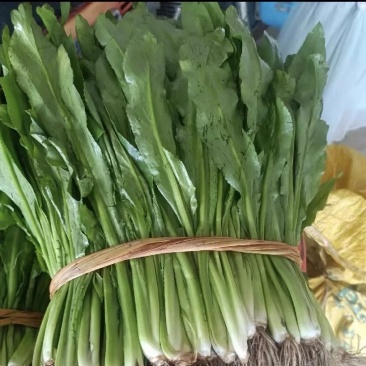 广西大香菜新鲜假芫茜鱼生用香菜可种