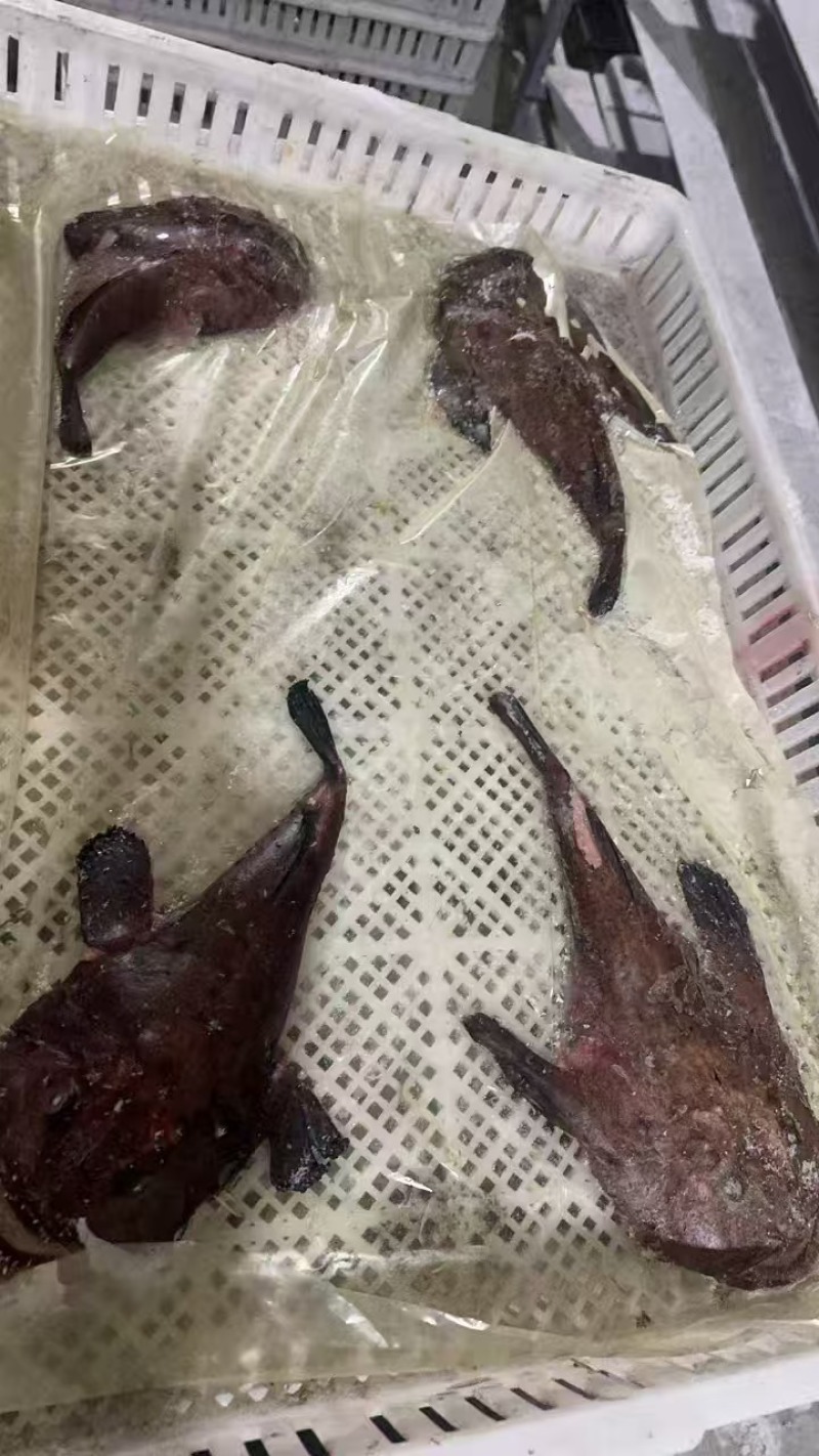 去内脏安康鱼