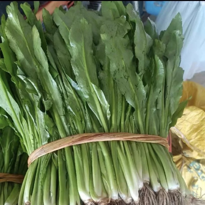 广西大香菜新鲜假芫茜鱼生用香菜可种