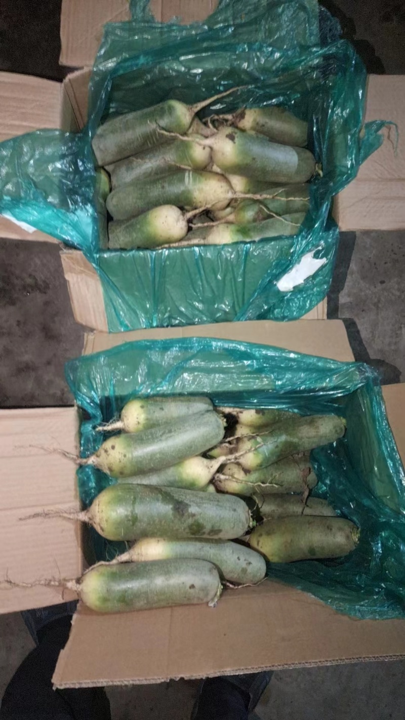 青萝卜内蒙基地一手货源，保质保量，提供一条龙服务