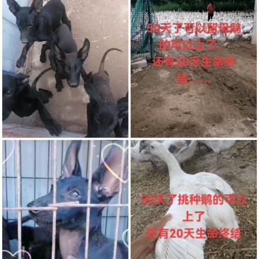 可选600元肉鹅”