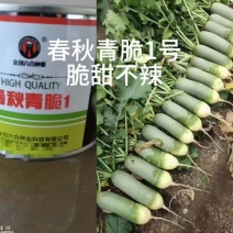 水果萝卜种子春秋青脆1号，厂家直发，品质保证，诚信经营