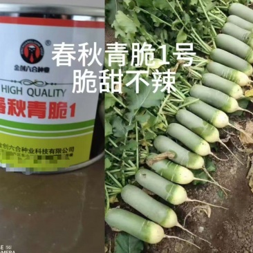 水果萝卜种子春秋青脆1号，厂家直发，品质保证，诚信经营