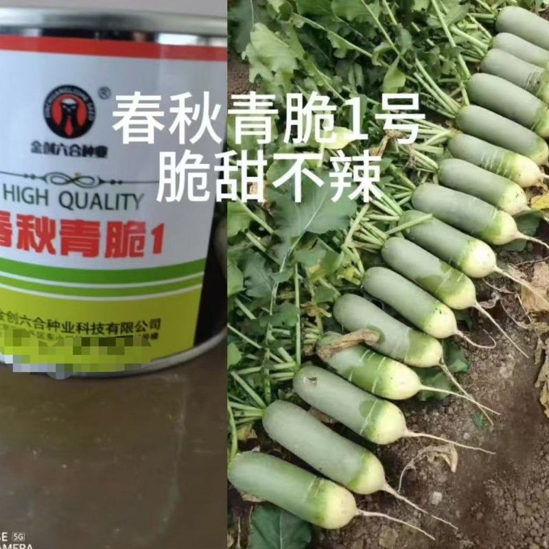 水果萝卜种子春秋青脆1号，厂家直发，品质保证，诚信经营