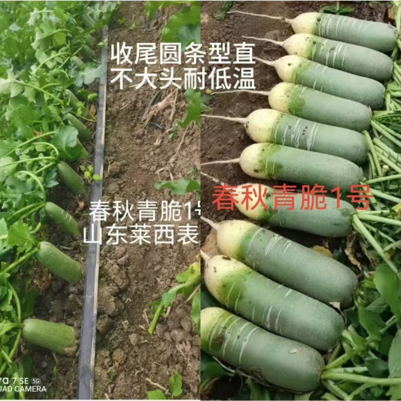 水果萝卜种子春秋青脆1号，厂家直发，品质保证，诚信经营