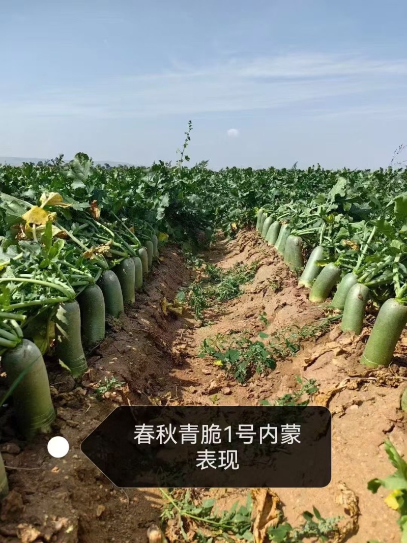 水果萝卜种子春秋青脆1号，厂家直发，品质保证，诚信经营