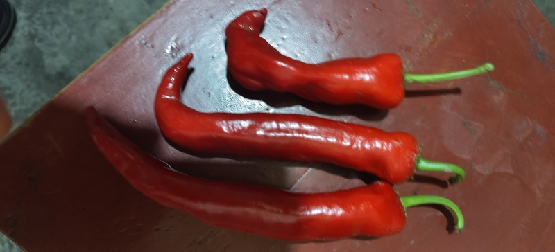 贵州露天种植七号线椒