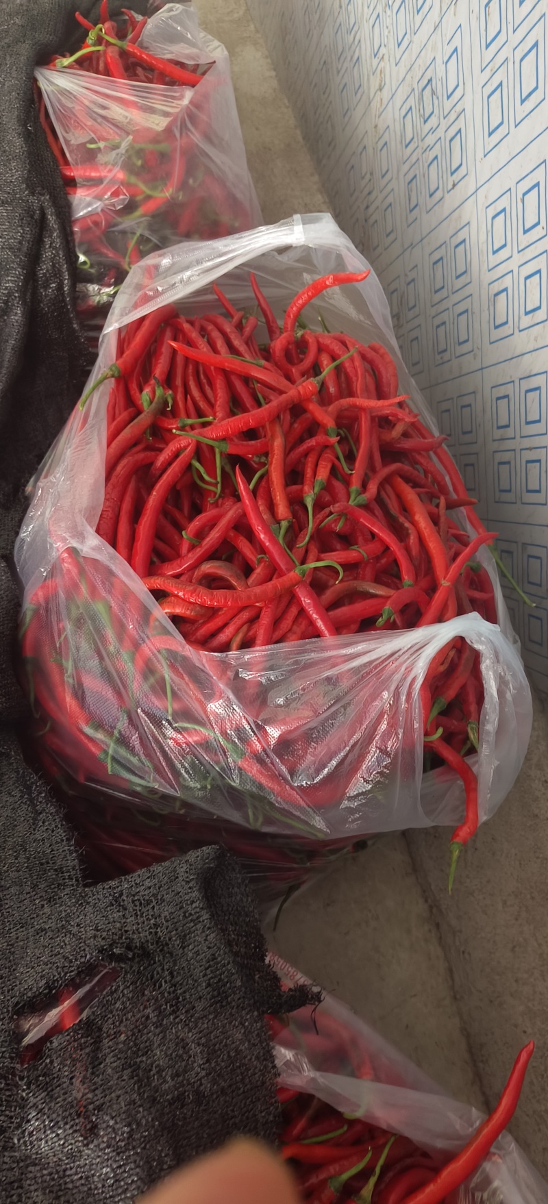 贵州露天种植七号线椒