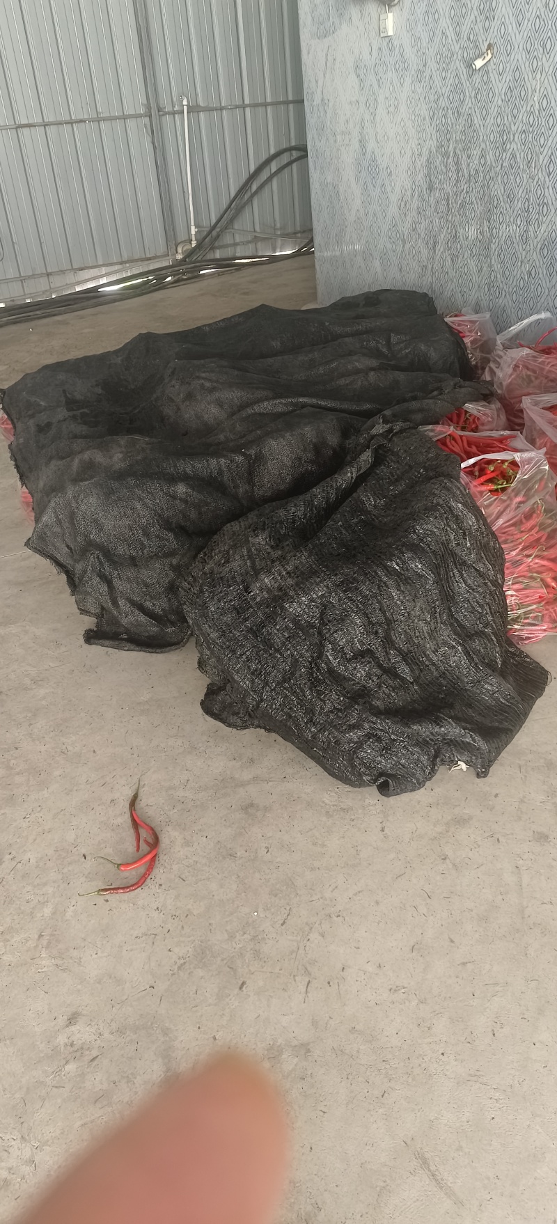 贵州露天种植七号线椒