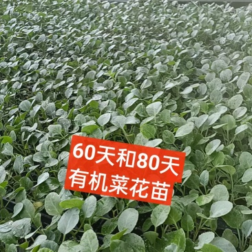 今天是2025年8月15号，苗场现有80菜花苗20万颗，