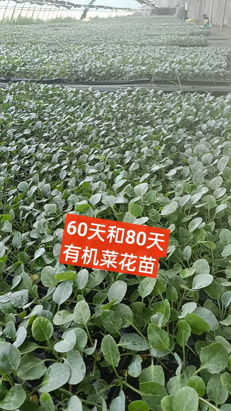 今天是2025年8月15号，苗场现有80菜花苗20万颗，