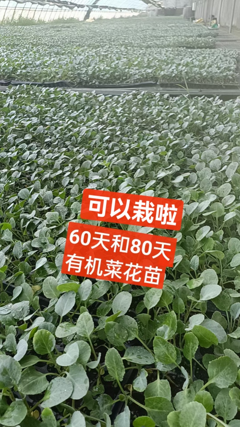 今天是2025年8月15号，苗场现有80菜花苗20万颗，