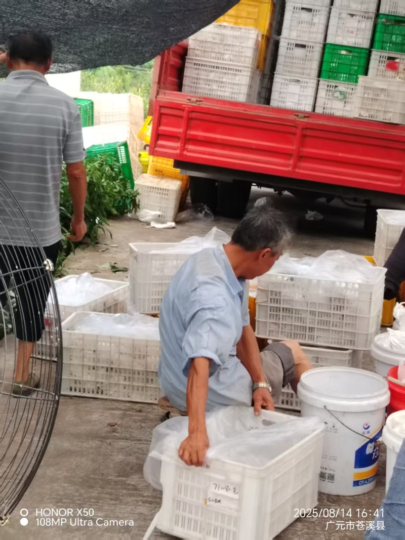 正宗苍溪雪梨。正在热卖欢迎购买的赶紧下