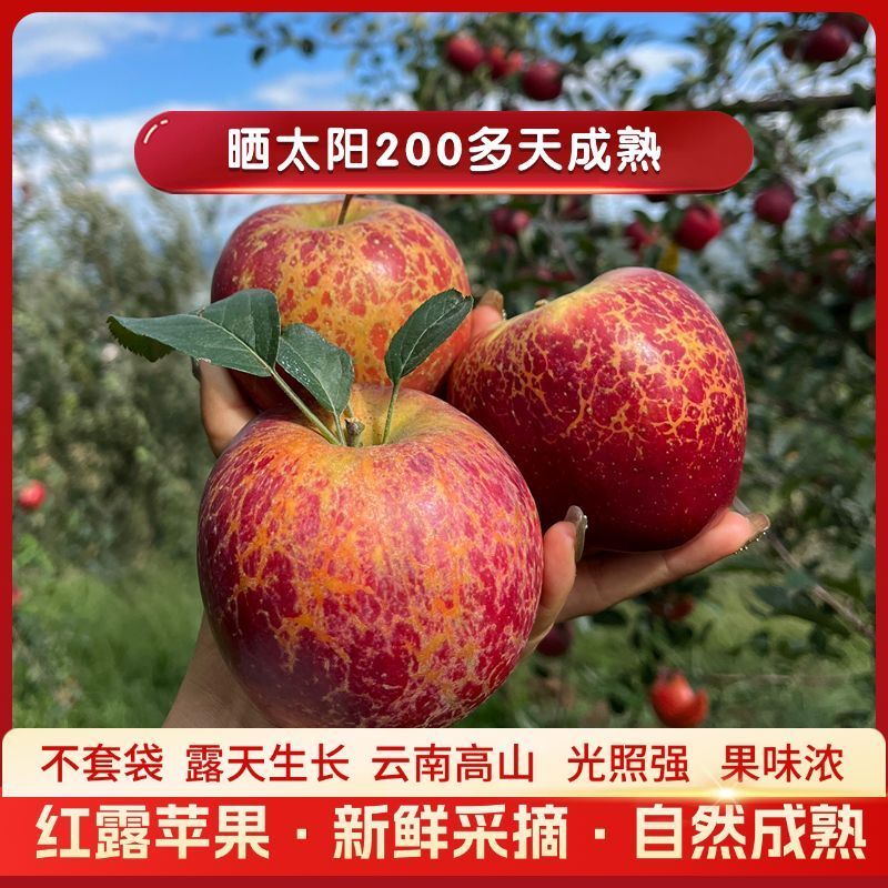 正宗云南昭通红露丑苹果产地现摘现发脆甜多汁新鲜水果整箱包