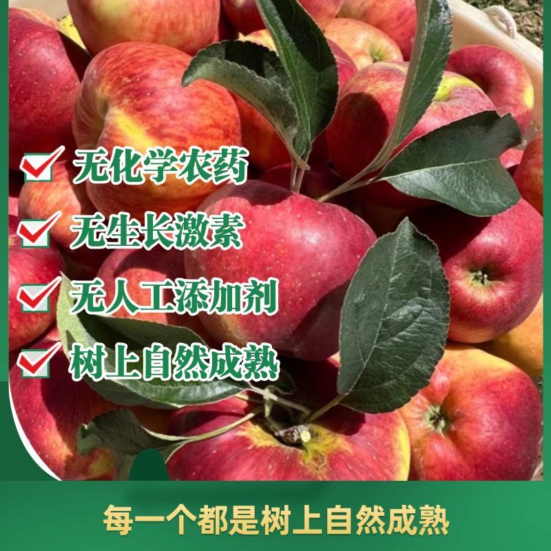 正宗云南昭通红露丑苹果产地现摘现发脆甜多汁新鲜水果整箱包