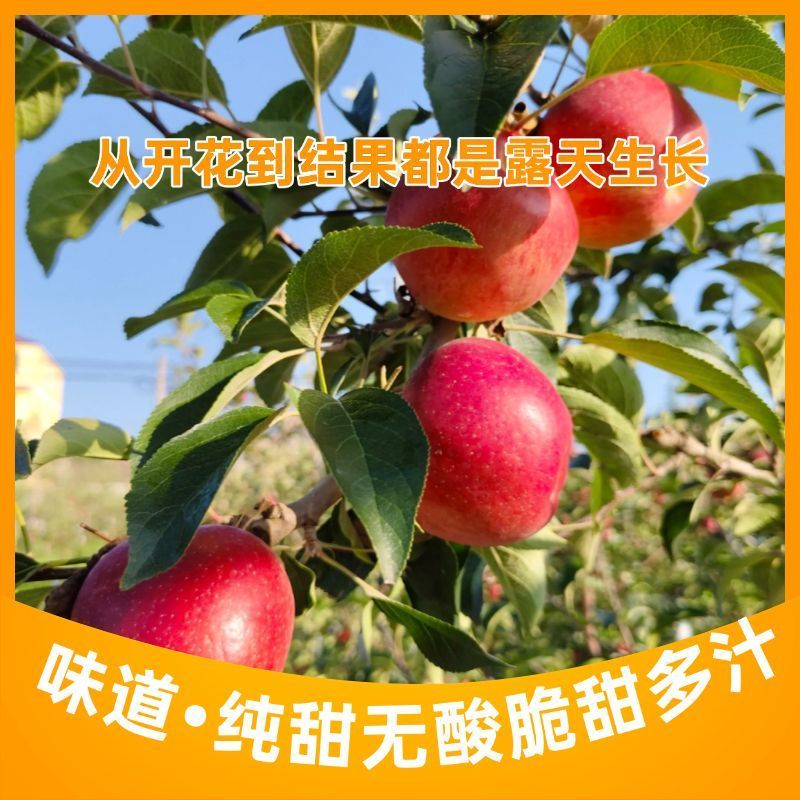 正宗云南昭通红露丑苹果产地现摘现发脆甜多汁新鲜整箱包邮