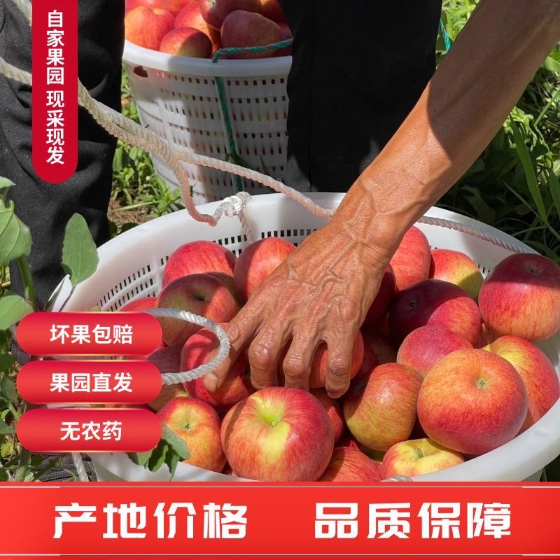 正宗云南昭通红露丑苹果产地现摘现发脆甜多汁新鲜整箱包邮