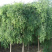 8公分以上国槐，龙爪槐和香花槐。