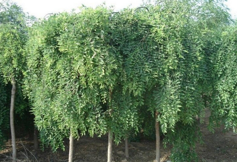 8公分以上国槐，龙爪槐和香花槐。