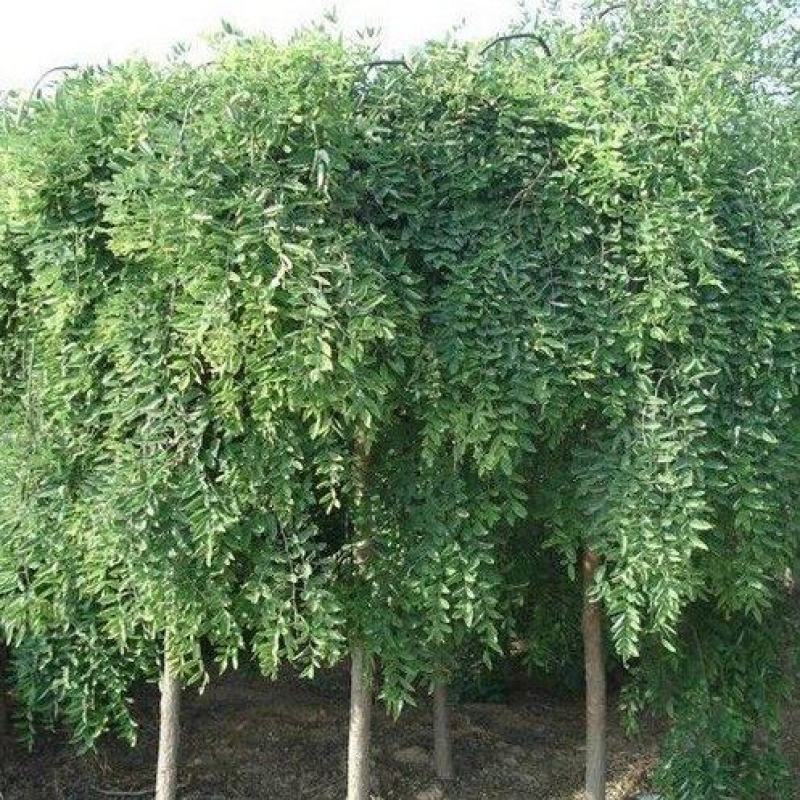 龙爪槐