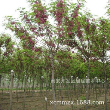 香花槐