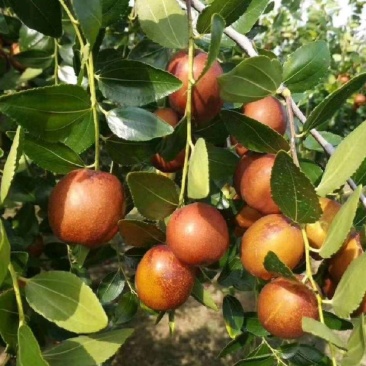 昌邑市富硒大梨枣，种植基地，产地直供，货源充足，品质保证