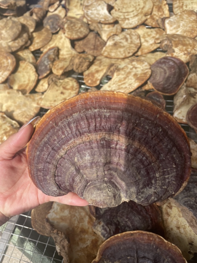 野生无柄赤灵芝红灵芝大小中规格大量供货稳定供货源