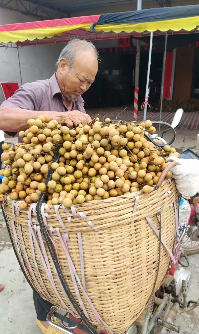 广西石硖储良龙眼#现有货源，产地一手货源发货供应商超工厂