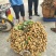 广西石硖储良龙眼#现有货源，产地一手货源发货供应商超工厂