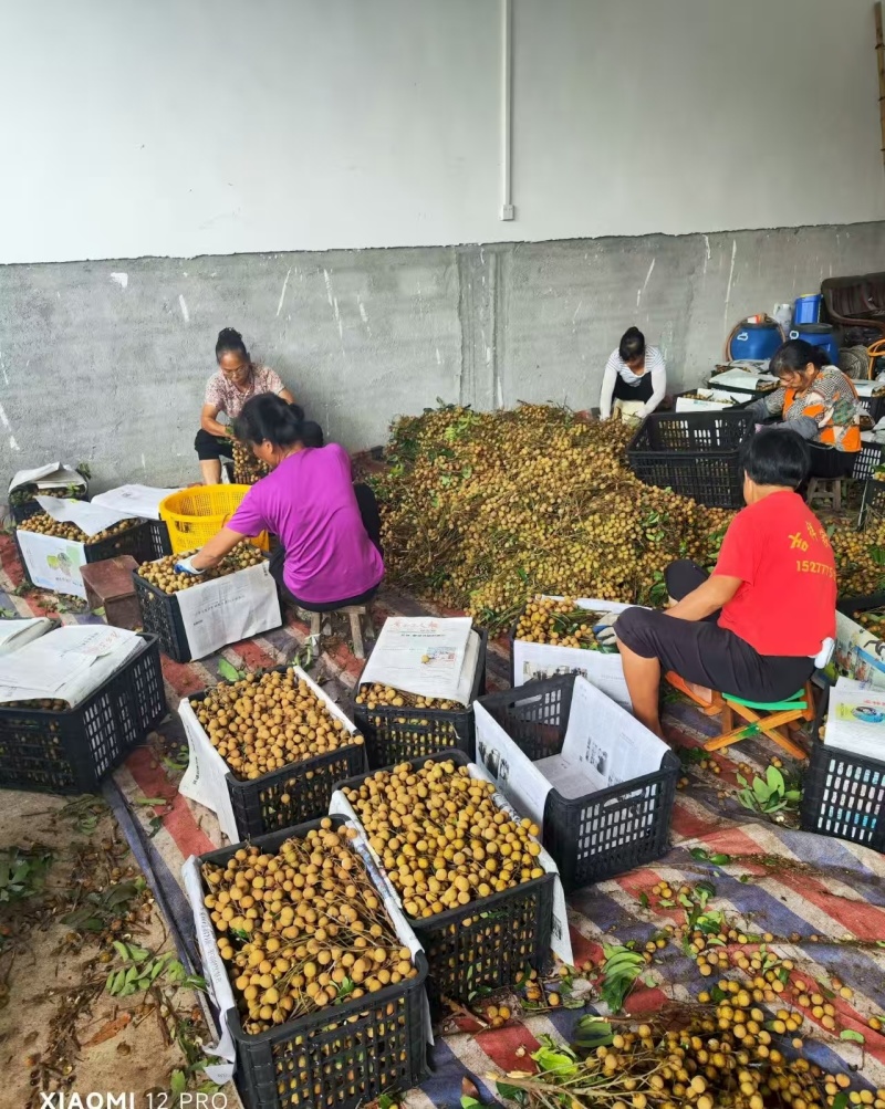 广西石硖储良龙眼#现有货源，产地一手货源发货供应商超工厂