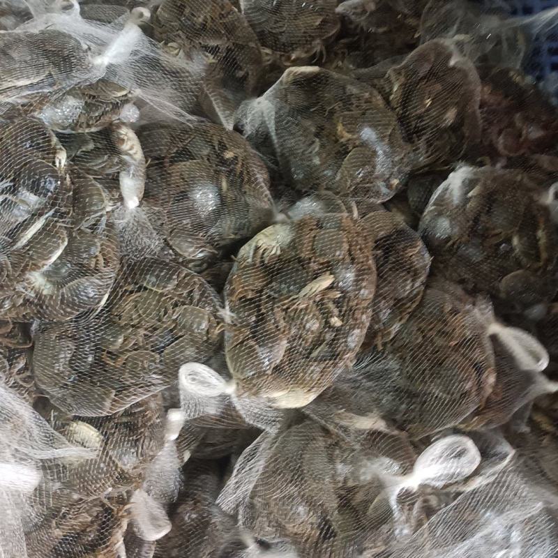 盘锦河蟹，产地直发。各种规格，可供应电商酒店自助餐。