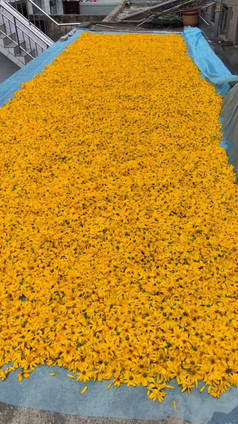 洋姜菊芋新鲜洋姜洋姜花菊芋花