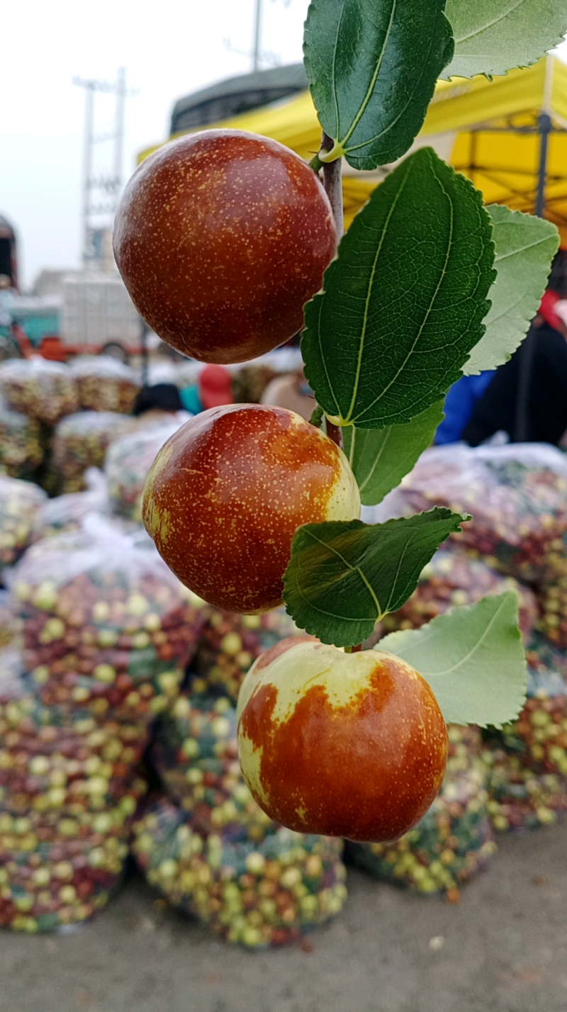 昌邑市富硒大梨枣，种植基地，产地直供，货源充足，品质保证