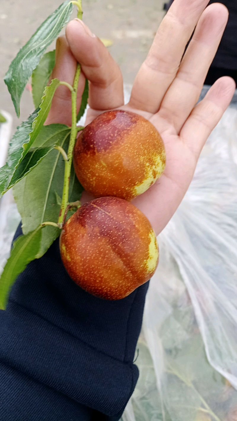 昌邑市富硒大梨枣，种植基地，产地直供，货源充足，品质保证