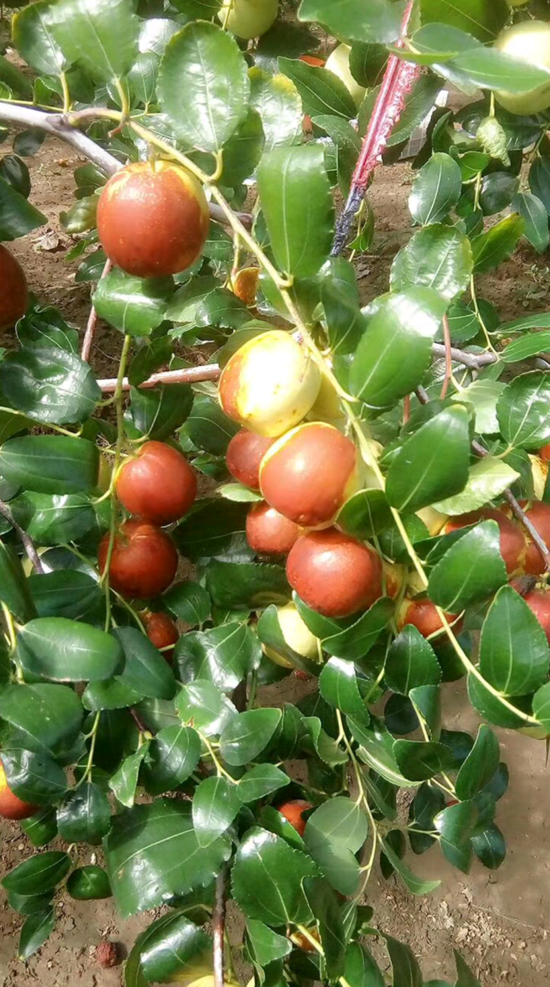 昌邑市富硒大梨枣，种植基地，产地直供，货源充足，品质保证