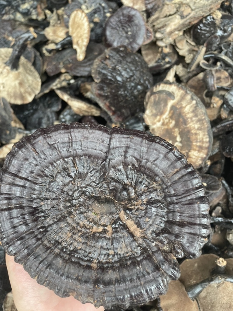 野生紫灵芝野货黑灵芝大货批发零售稳定供应