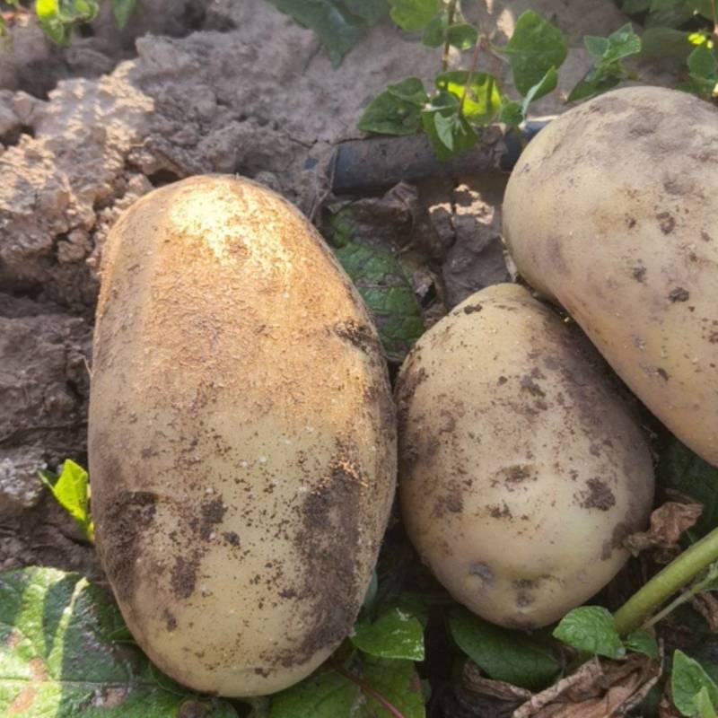 希森6号土豆产地一手货源量大优惠可以视频看货欢迎合作