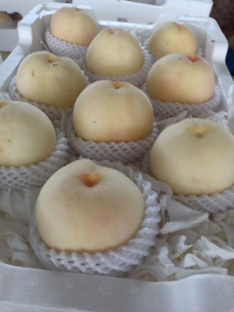 白水蜜桃绿化九、永莲蜜纯水蜜桃，沪宁杭品质