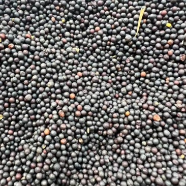 自家农场油菜籽