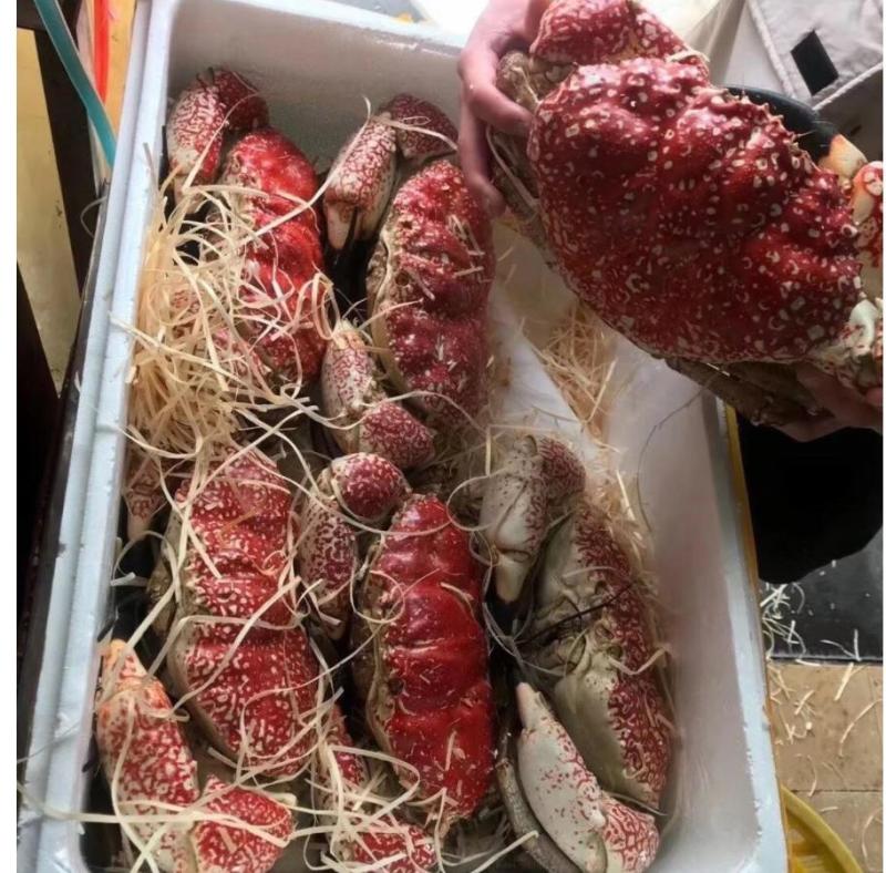 帝王蟹，皇帝蟹（鲜冻）