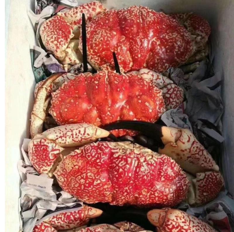 帝王蟹，皇帝蟹（鲜冻）