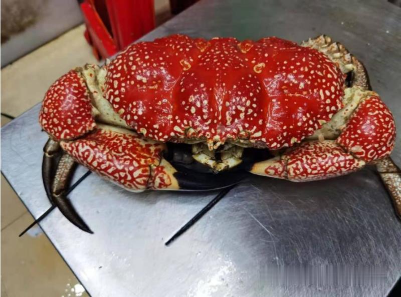 帝王蟹，皇帝蟹（鲜冻）