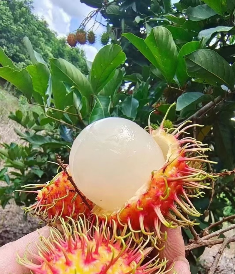 红毛丹