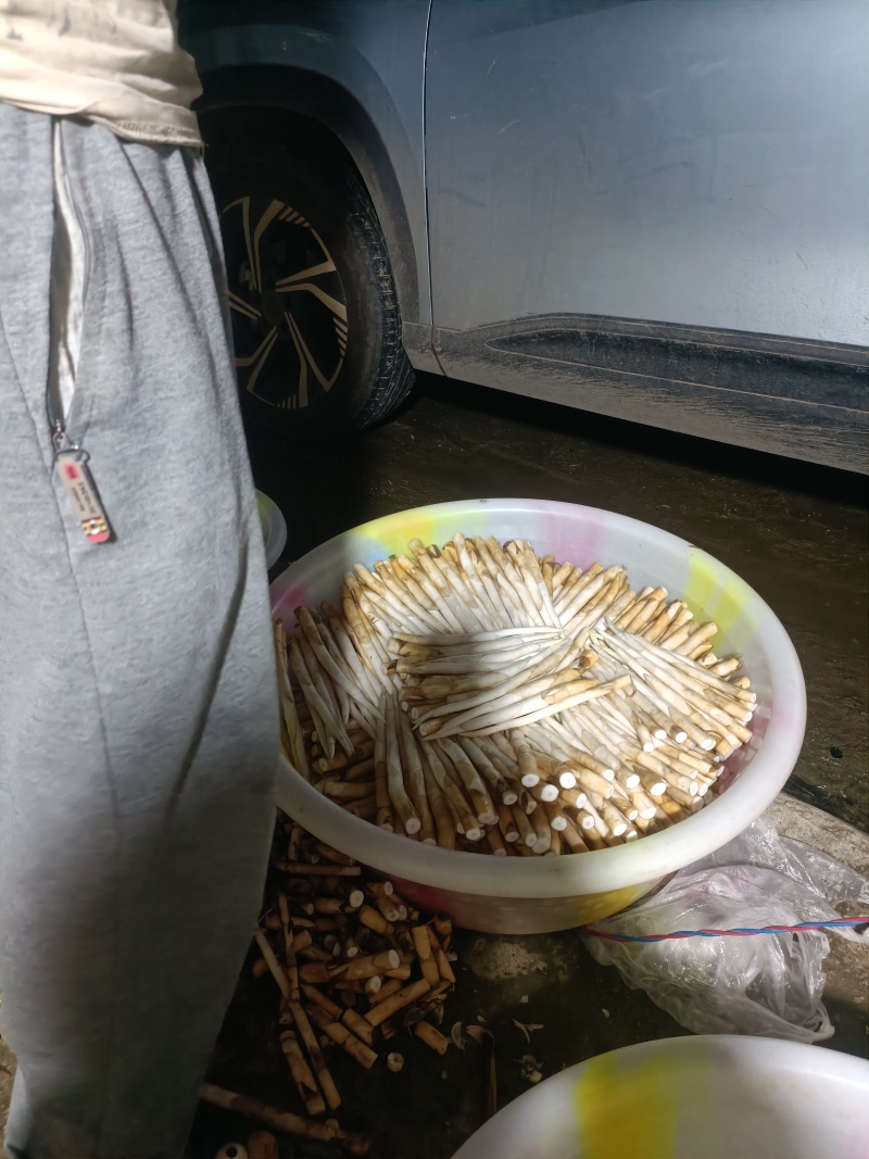 象牙菜