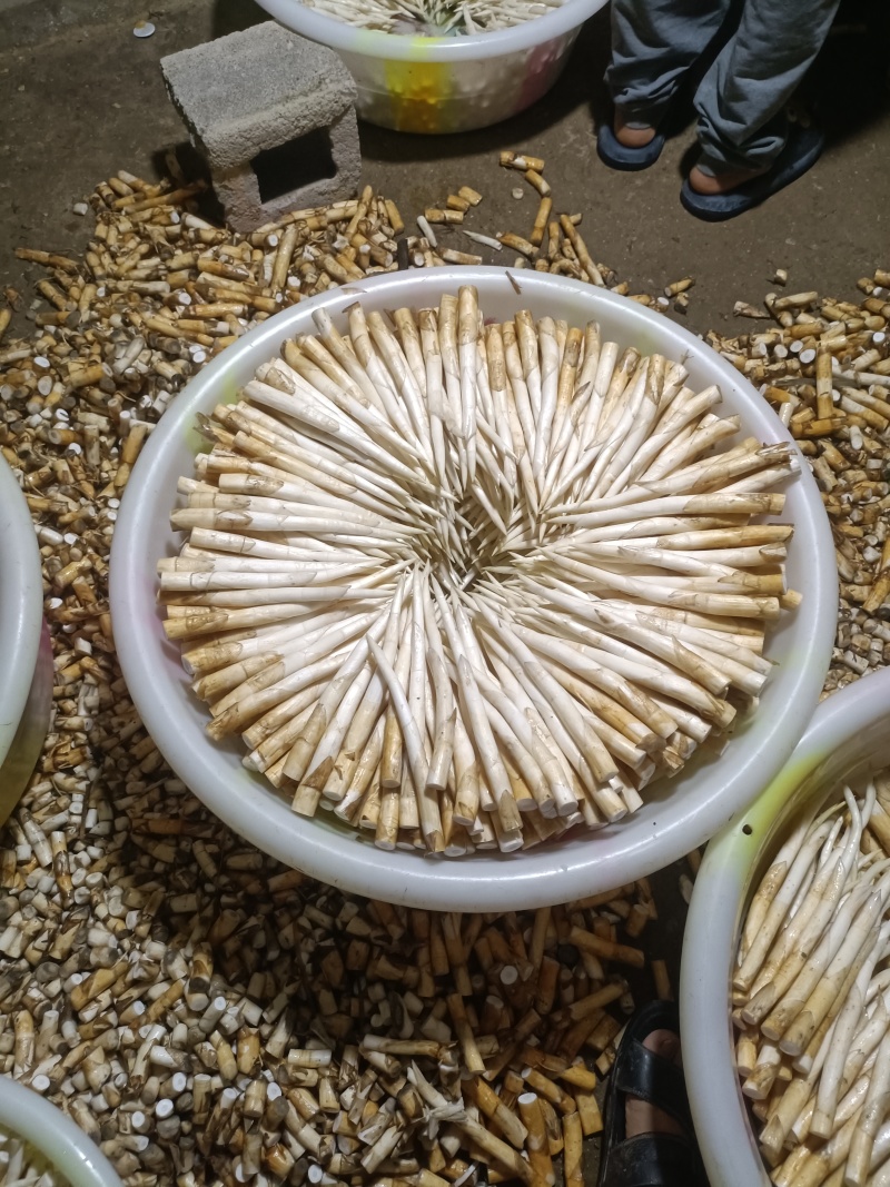 象牙菜