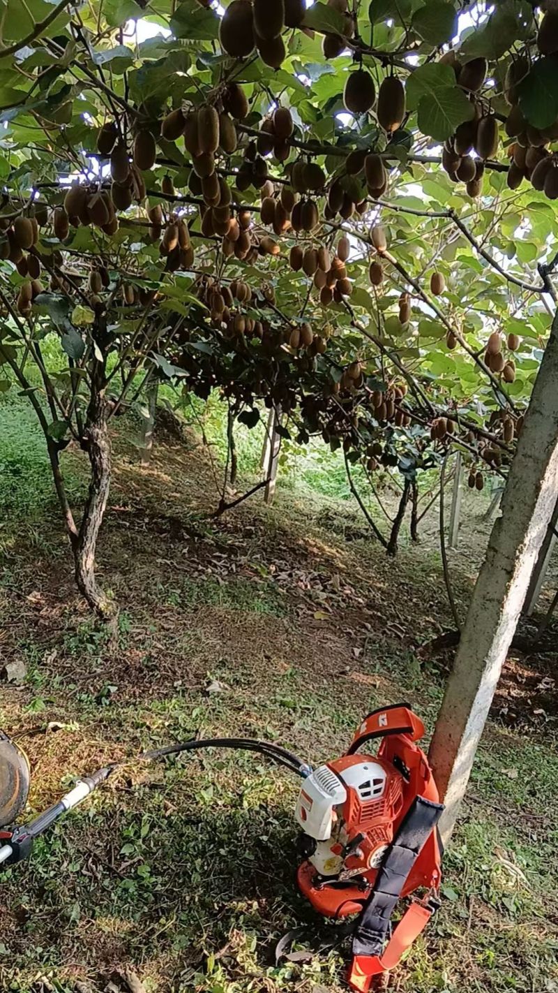 贵州修文贵长猕猴桃