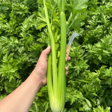 西芹